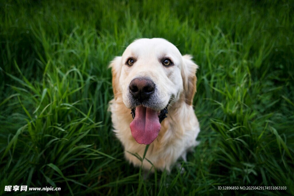 草地上吐舌的可爱金毛犬