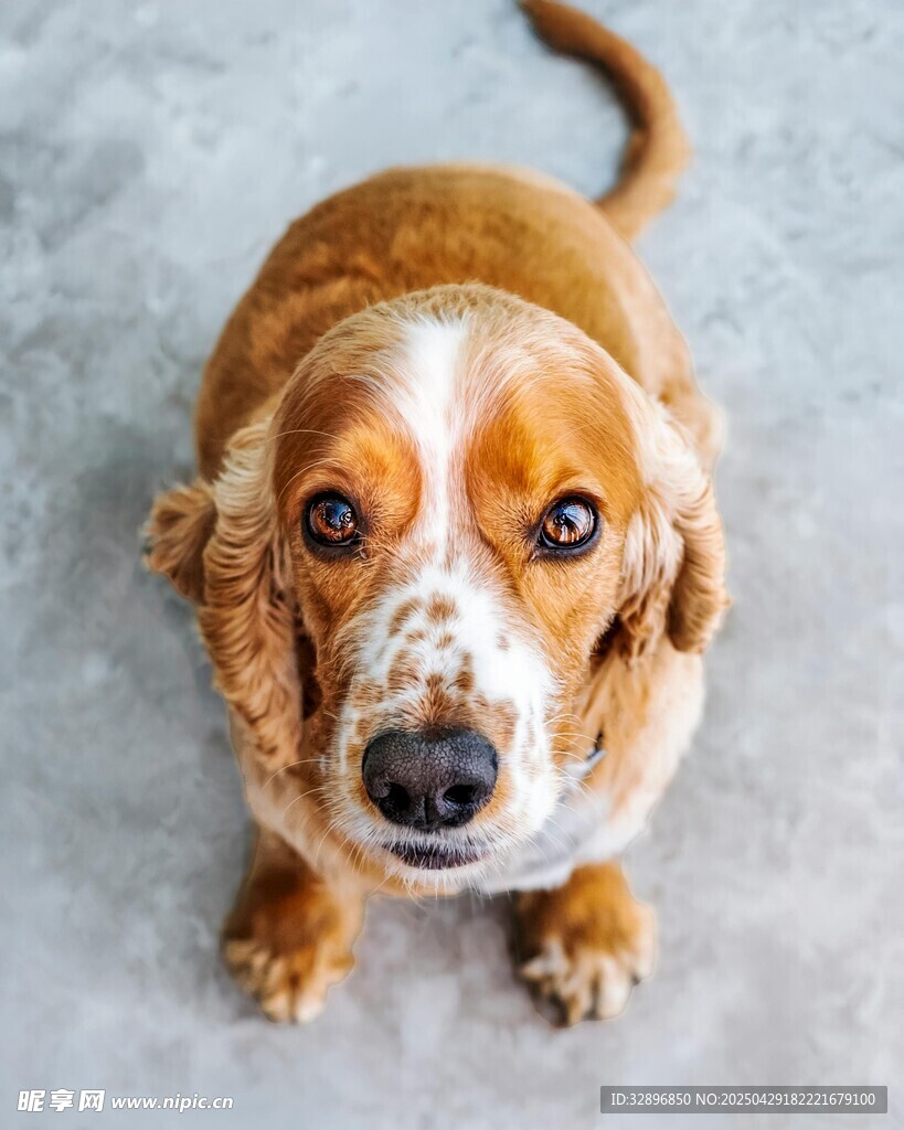 可爱巴吉度犬抬头凝视