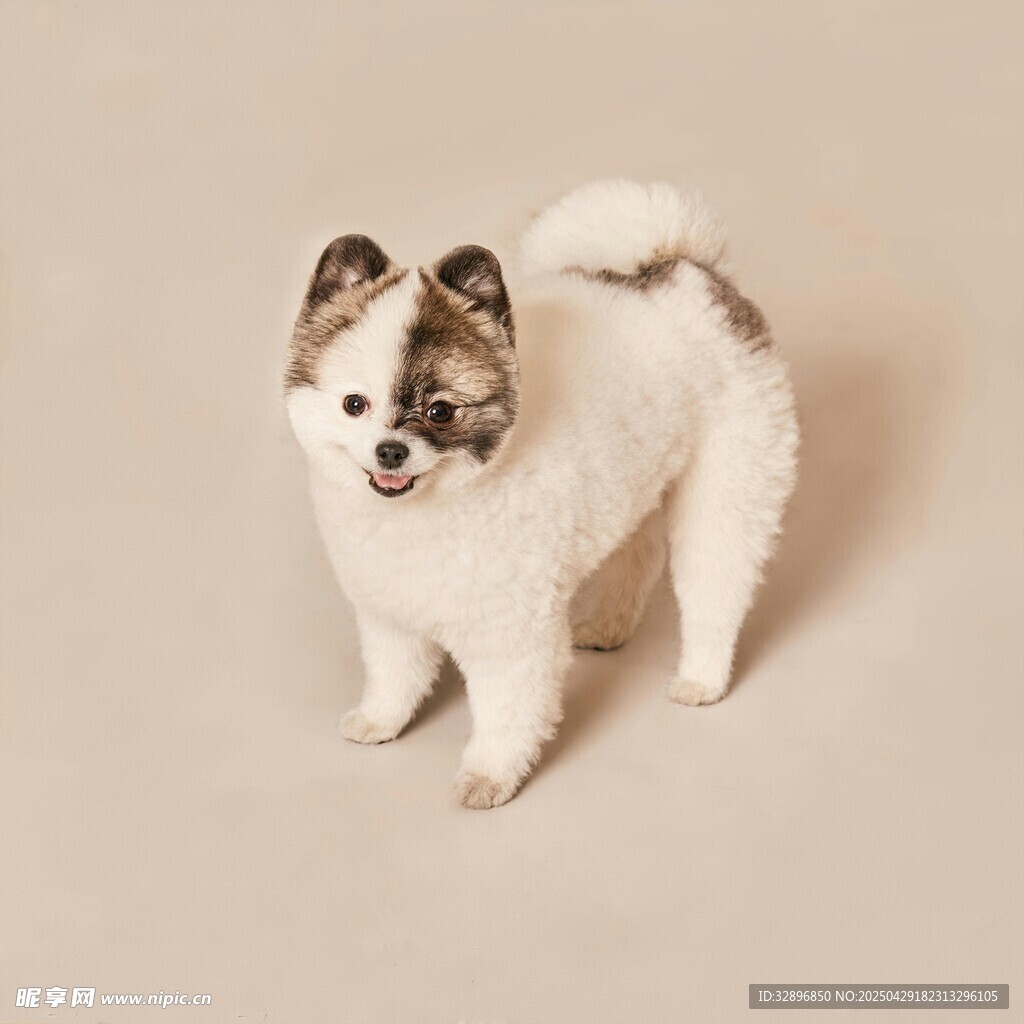 可爱博美犬站立姿态展示