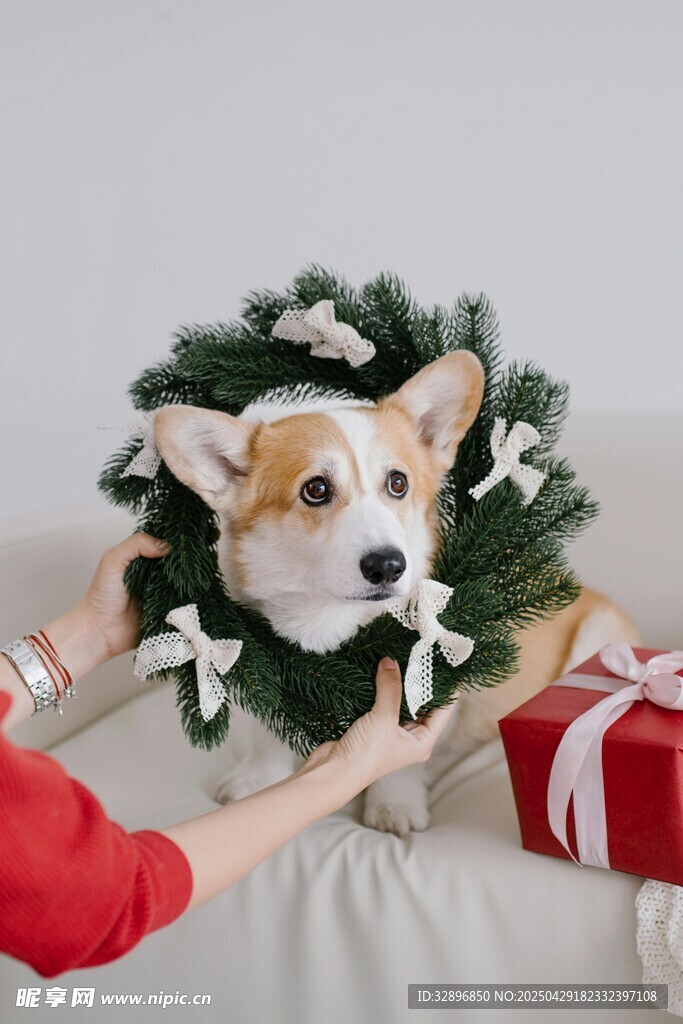 圣诞装扮的可爱柯基犬