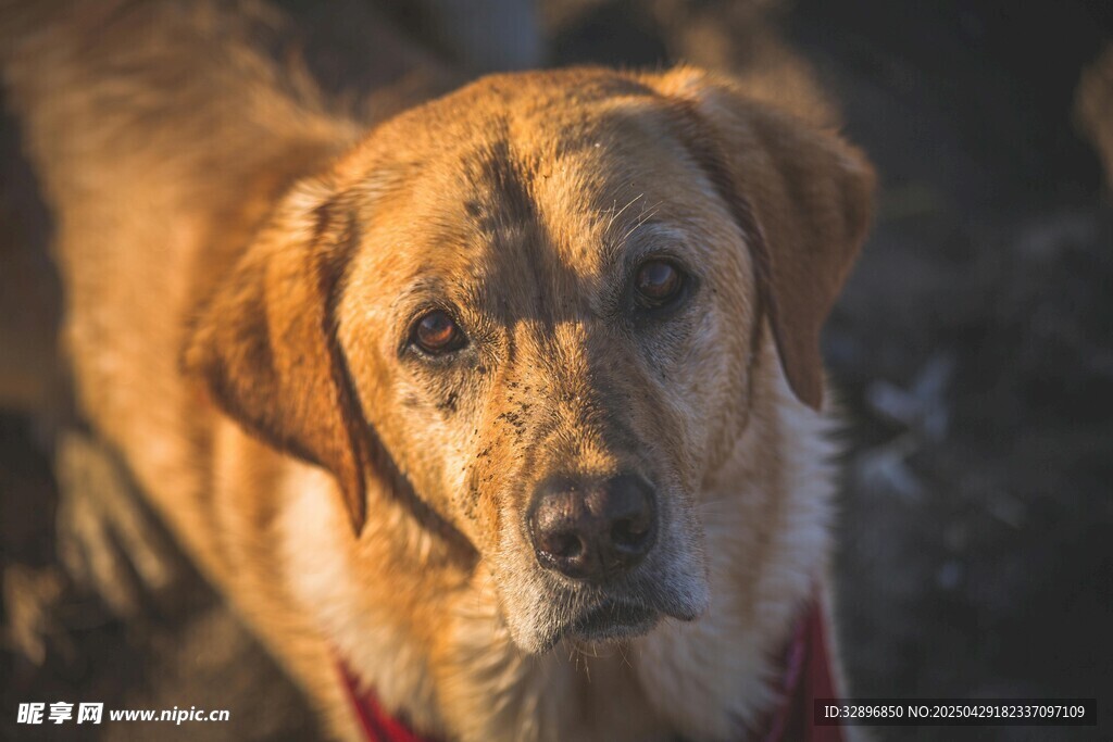 可爱棕毛犬特写