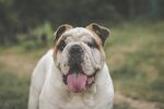 可爱英国斗牛犬户外吐舌