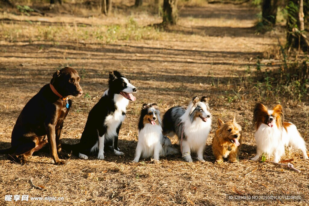 多样萌犬齐聚户外草地