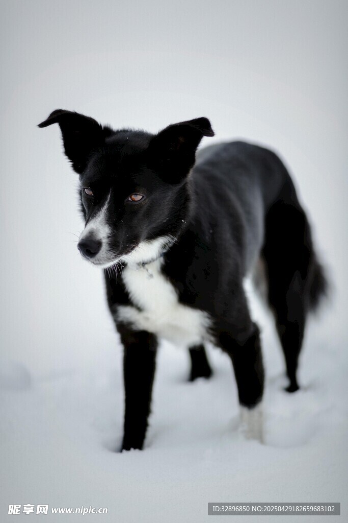 雪地中的黑白小狗