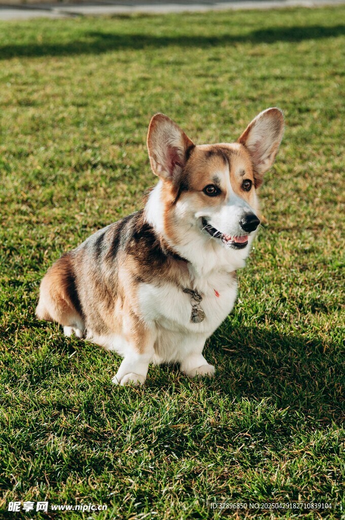 草地上可爱的柯基犬