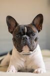 可爱法国斗牛犬趴卧瞬间