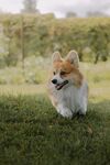 草地上欢快奔跑的柯基犬