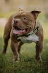 草地上的可爱比特犬