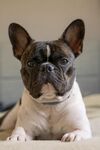 可爱法国斗牛犬趴卧瞬间
