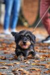 秋日萌犬漫步落叶间