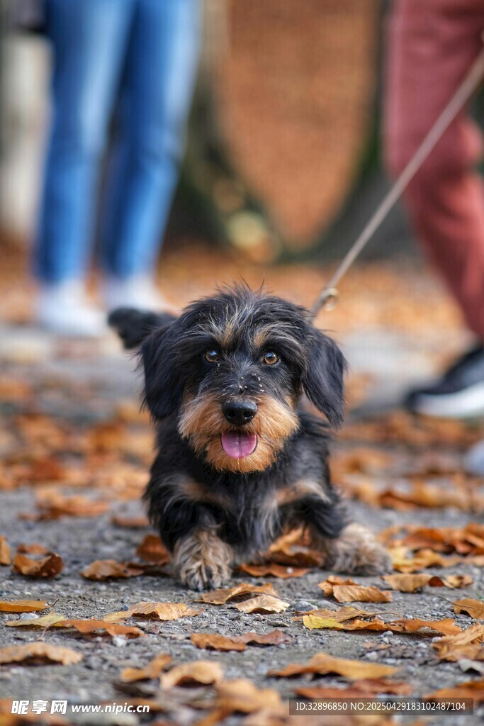 秋日萌犬漫步落叶间