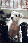 小白狗在靴子旁好奇张望