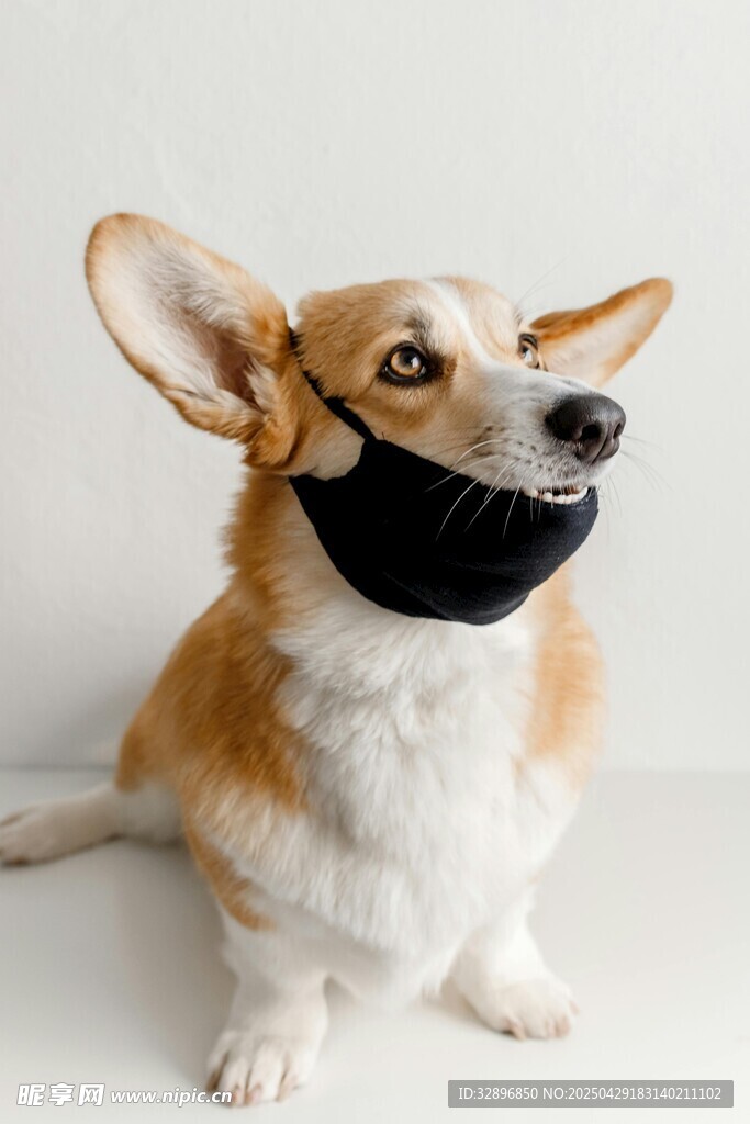 戴口罩的可爱柯基犬