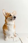 可爱柯基犬端坐模样