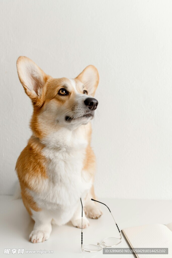 可爱柯基犬端坐模样