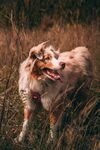 田野中的快乐牧羊犬