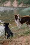 河边两犬嬉戏场景