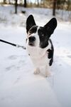 雪地中被牵引的可爱柯基