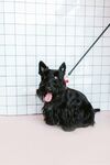 可爱黑犬被拴坐于室内