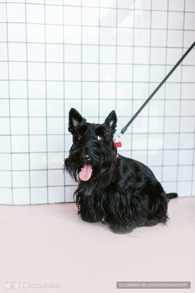 可爱黑犬被拴坐于室内