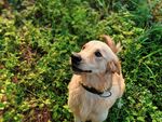 草地中的可爱金毛犬