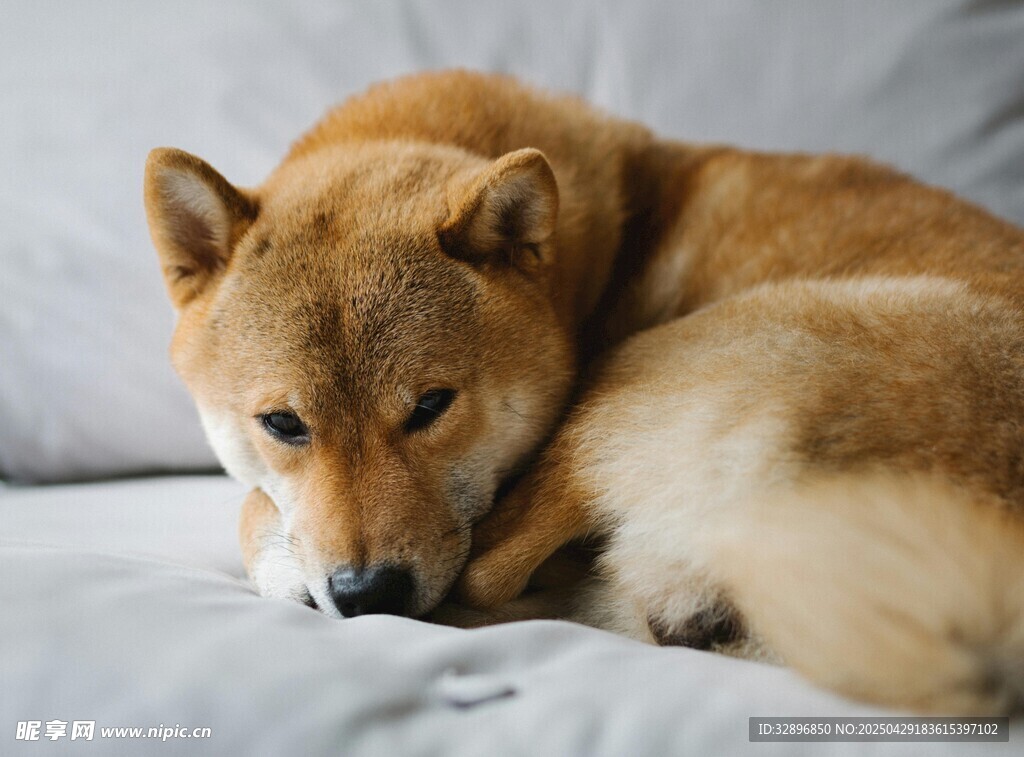 趴着的柴犬显慵懒