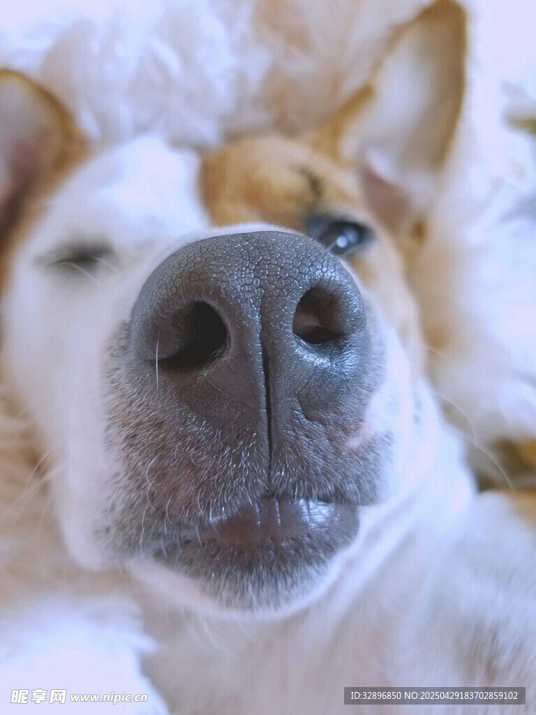 狗狗可爱近景萌态特写