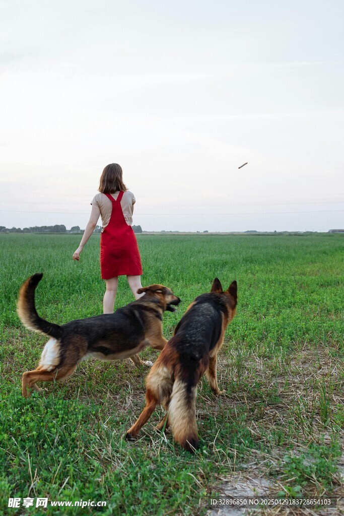 红衣女子与双犬漫步草地