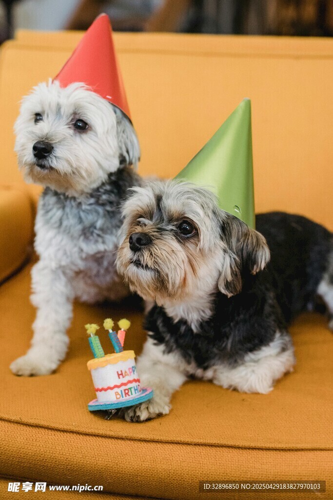 戴帽萌犬庆祝时刻