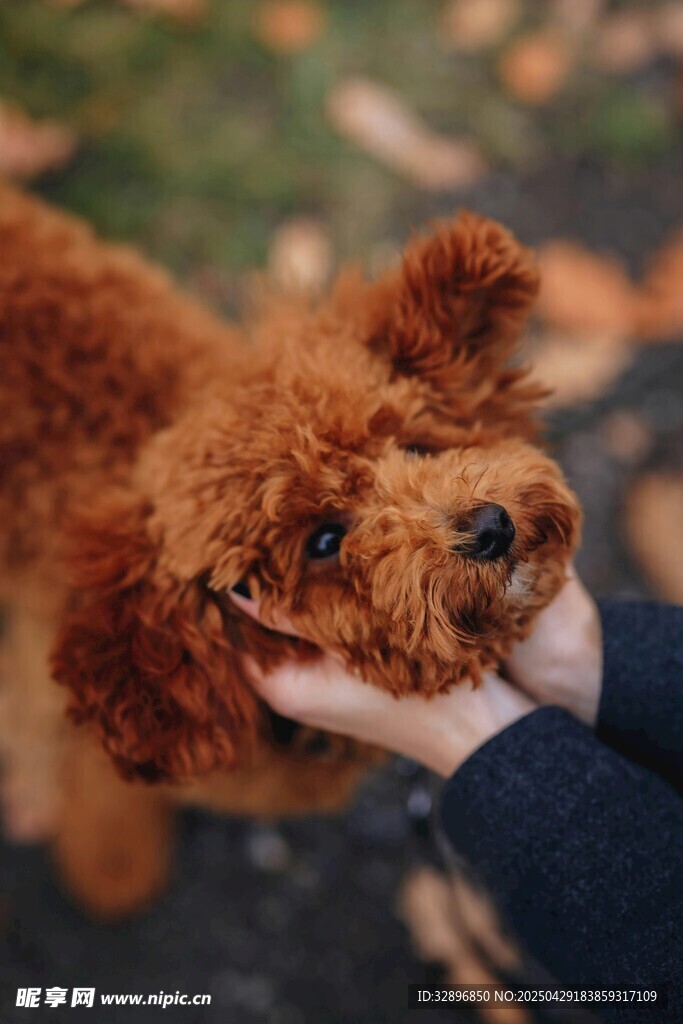 抚摸可爱棕色泰迪犬瞬间