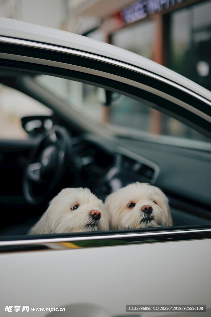 两只萌犬探身车窗外