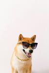 酷萌柴犬戴墨镜超吸睛