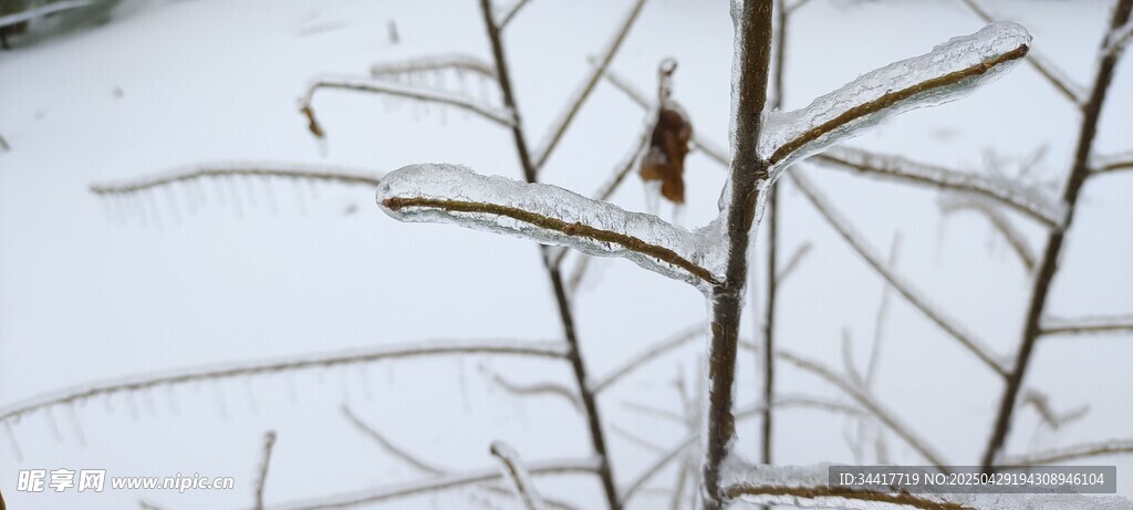 雪枝上的小鸟