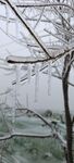 雪覆树枝的冬日景致