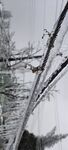 枝头覆雪的冬日景象