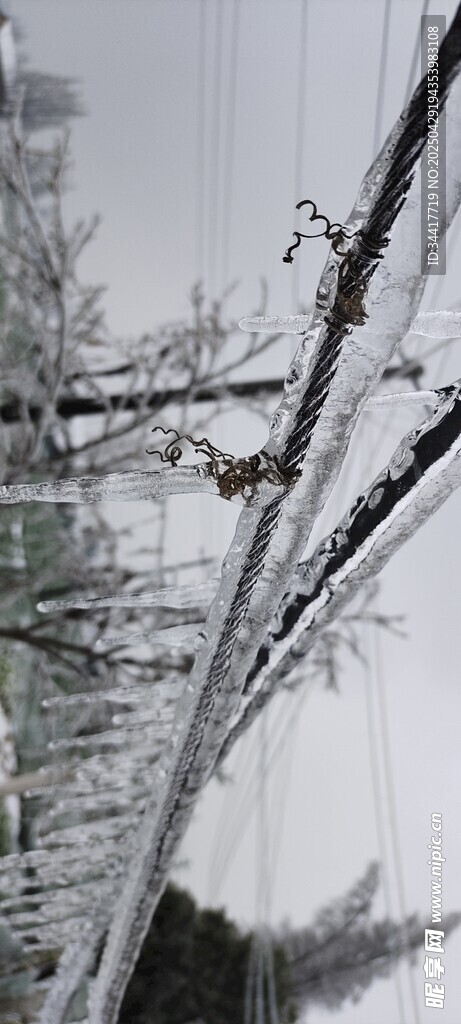 枝头覆雪的冬日景象