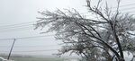 雪覆树枝冬日景象