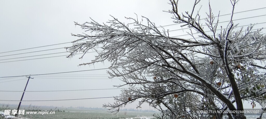 雪覆树枝冬日景象