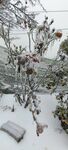 雪覆植物景观