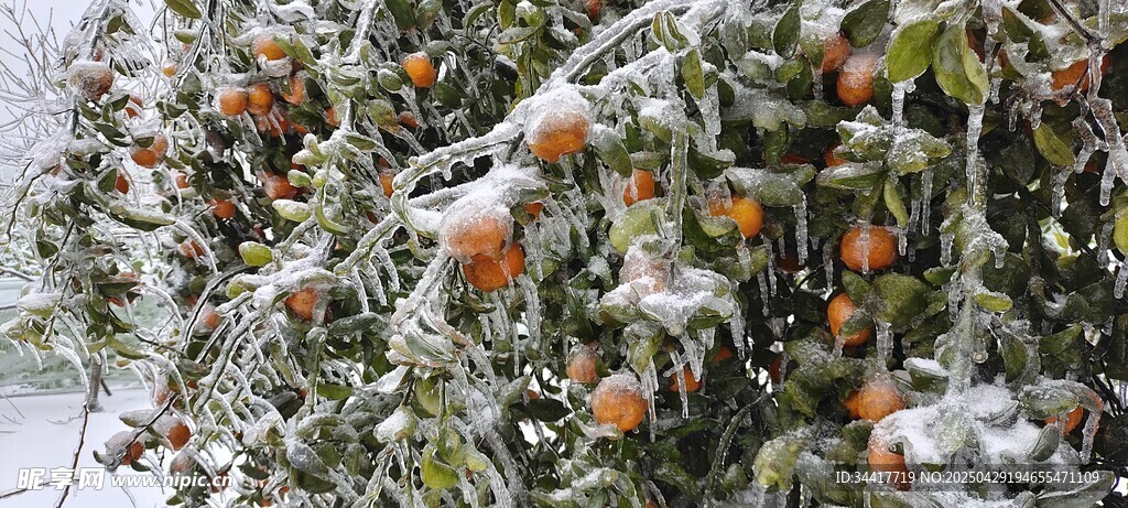 雪覆枝头柿子艳