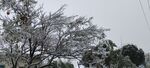 枝头覆雪的树木景观