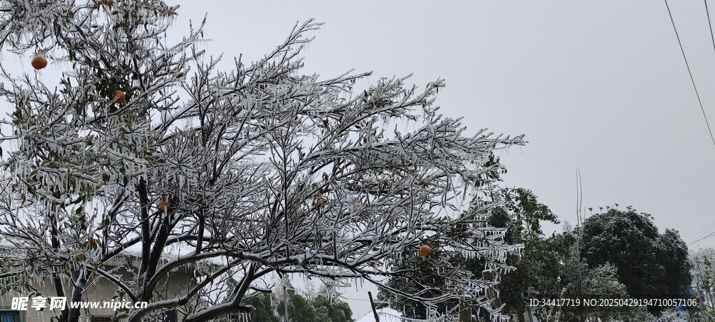 枝头覆雪的树木景观