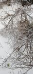 雪覆藤蔓景象