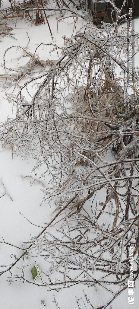 雪覆藤蔓景象