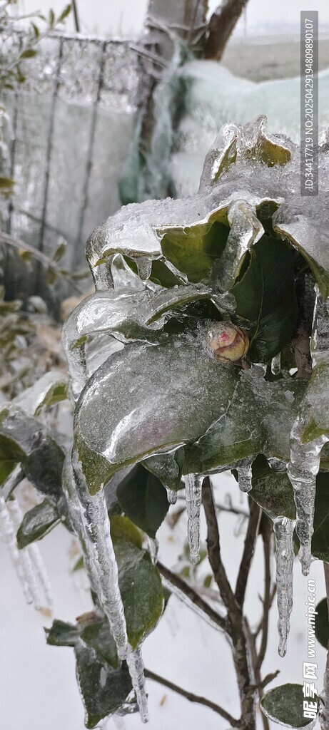 雪覆绿植