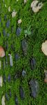 苔藓上的蘑菇与石子景观