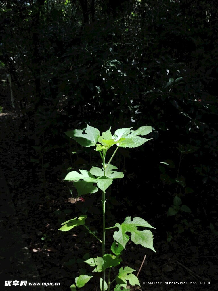 绿叶植物于暗影中挺立