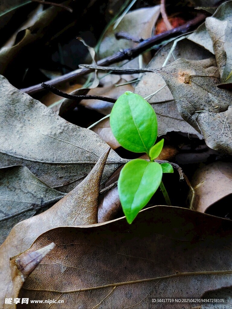 枯叶中新生的嫩绿幼苗