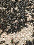 蚂蚁群聚在石子地面上