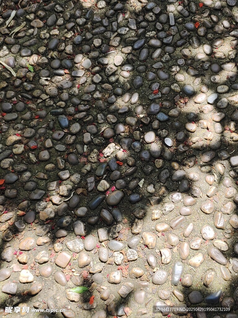 蚂蚁群聚在石子地面上